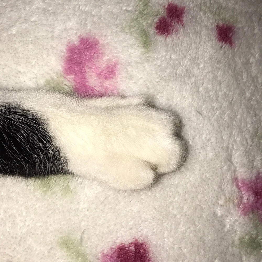 Meet your Posher, Lena
